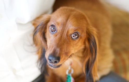 Chestnut-colored dachshund gazing curiously, with expressive brown eyes.